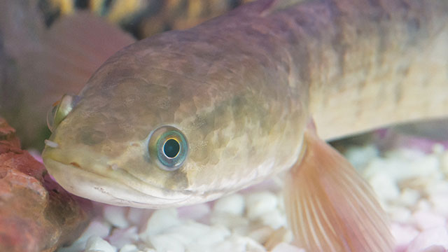Ikan gabus yang banyak tersedia di perairan air tawar Indonesia